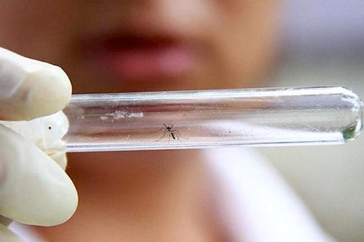 Mosquitos modificados podem reduzir casos de dengue