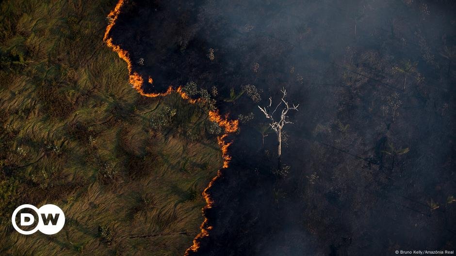 Como proteger a Amazônia e quem deve pagar – DW – 04/10/2024
