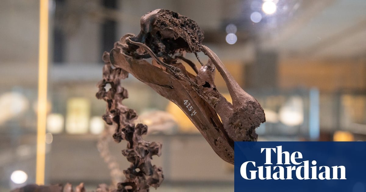 IA dá voz a animais mortos em exposição em Cambridge | Ciência
