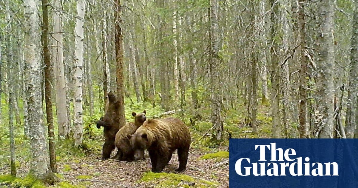 Mais do que ursos gordos: câmeras de trilhas no Alasca mostram imagens de animais, de linces a alces | Alasca
