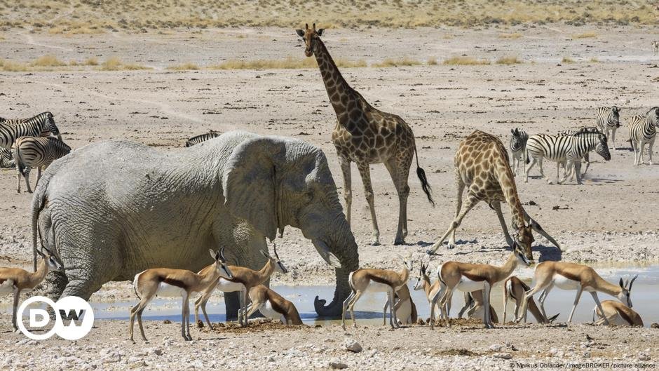 Poderá a estratégia da Namíbia de abater animais salvá-los? – DW – 18/09/2024