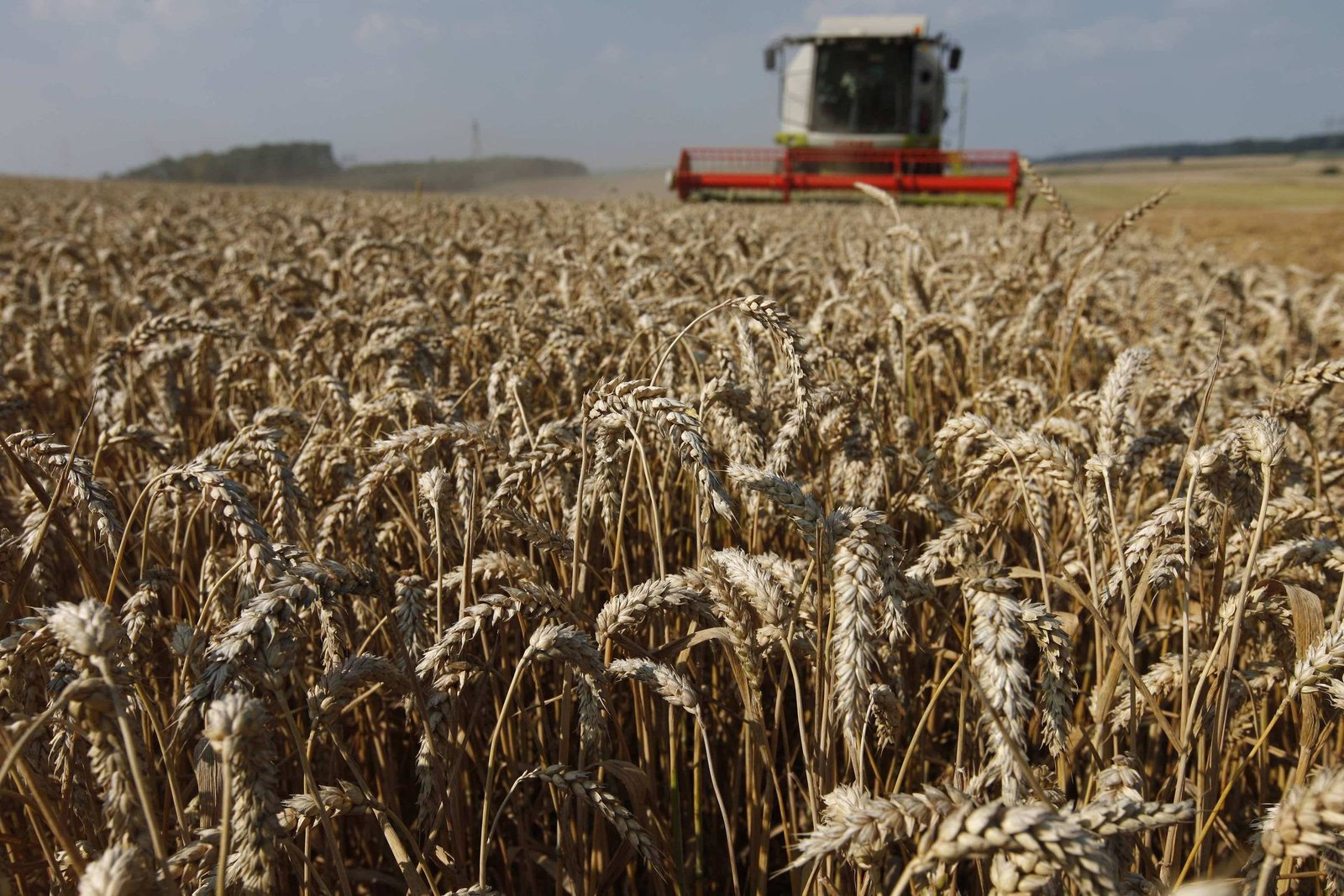 Produção de cereais cai na União Europeia - 22/10/2024 - Vaivém