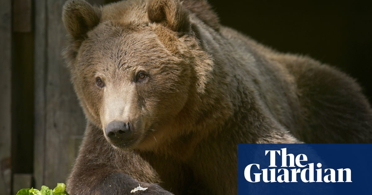 Urso pardo em Kent se recuperando bem após primeira cirurgia cerebral no Reino Unido | Animais selvagens