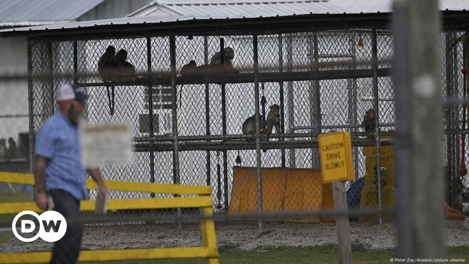 1 zagueiro 42 macacos fugitivos da Carolina do Sul ainda à solta – DW – 10/11/2024
