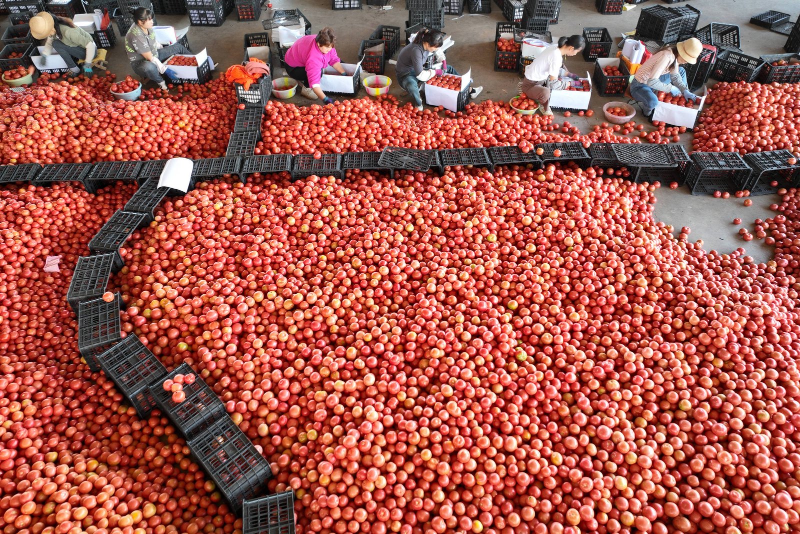 China lesa 'dignidade' do tomate italiano, diz Mutti - 01/11/2024 - Mercado