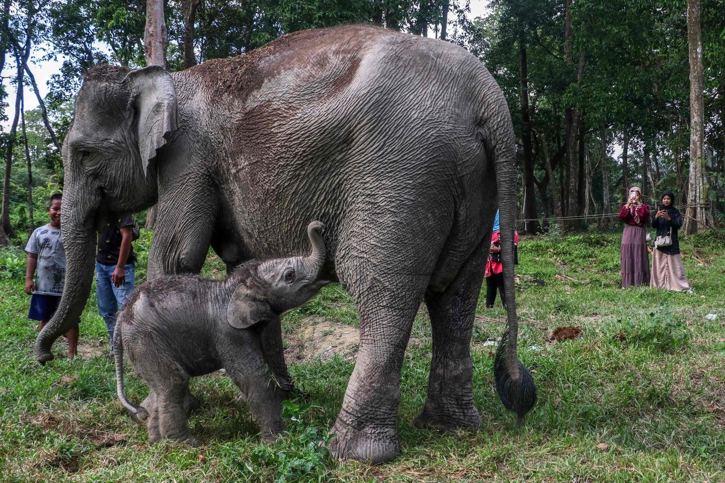 Elefante de Sumatra nasce na Indonésia, evento raro para espécies criticamente ameaçadas