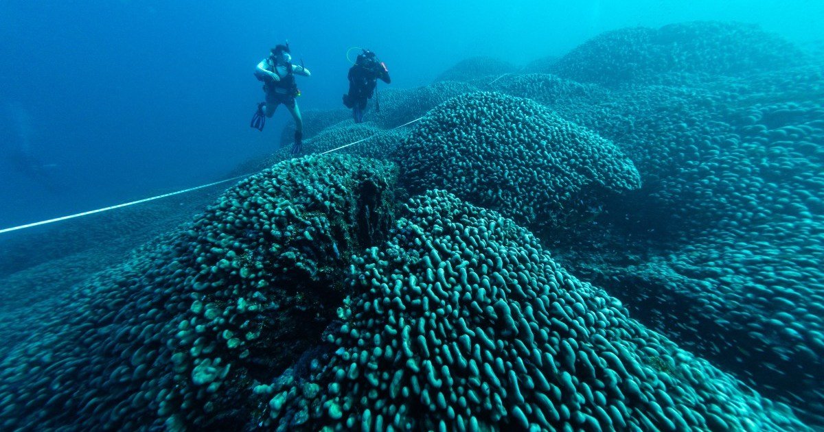 Maior coral do mundo descoberto no Pacífico perto das Ilhas Salomão | Notícias sobre a crise climática
