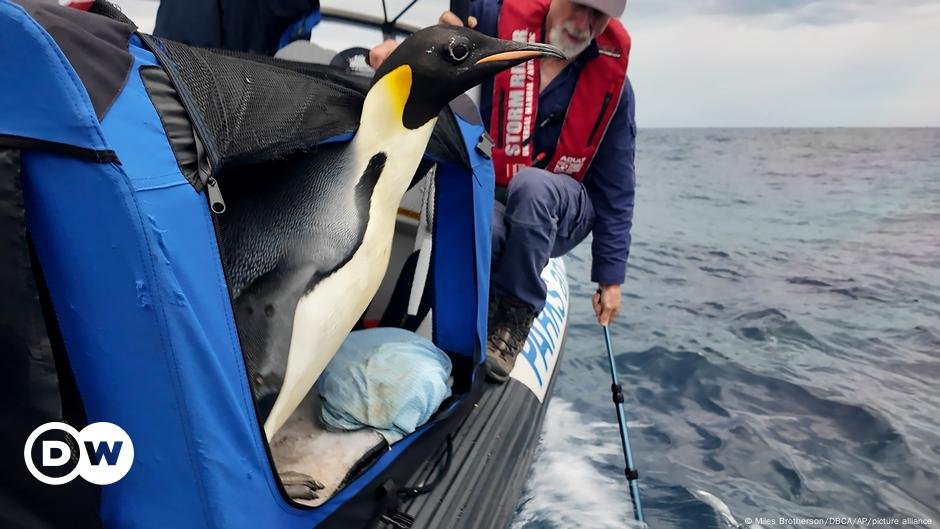 O pinguim Gus navega no Oceano Antártico – DW – 22/11/2024