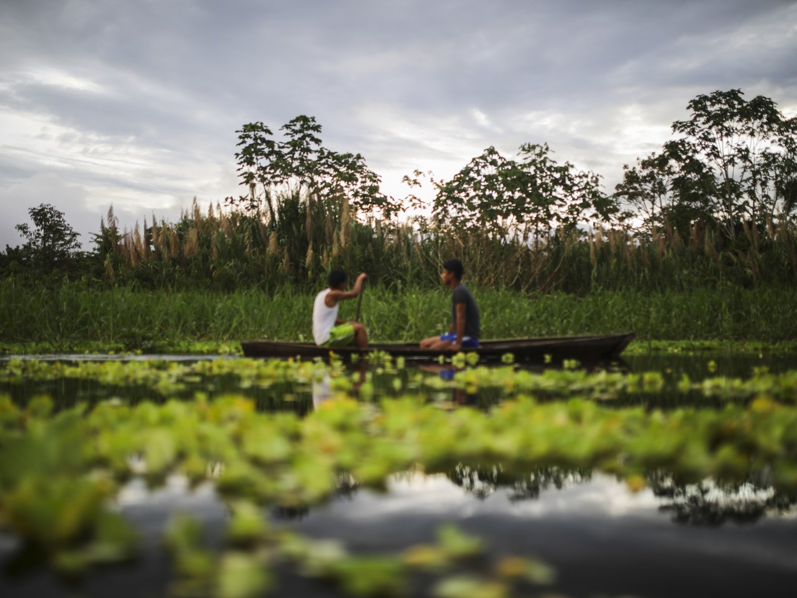 Por que uma floresta do Equador está solicitando os direitos de uma canção? | Notícias explicativas