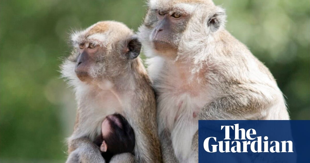 Quarenta macacos à solta na Carolina do Sul após escaparem de centro de pesquisa | Carolina do Sul
