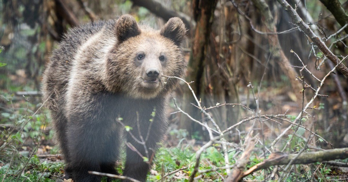 Santuário da Romênia busca salvar ursos enquanto a caça recomeça | Ambiente