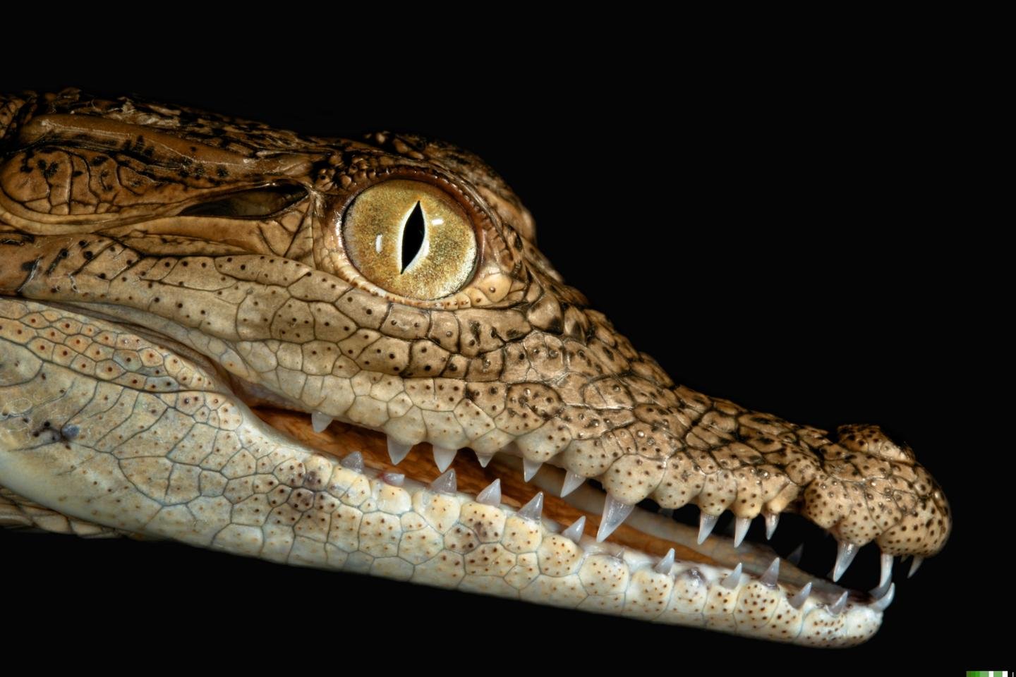 Escamas de crocodilo do Nilo agitam as regras da biologia