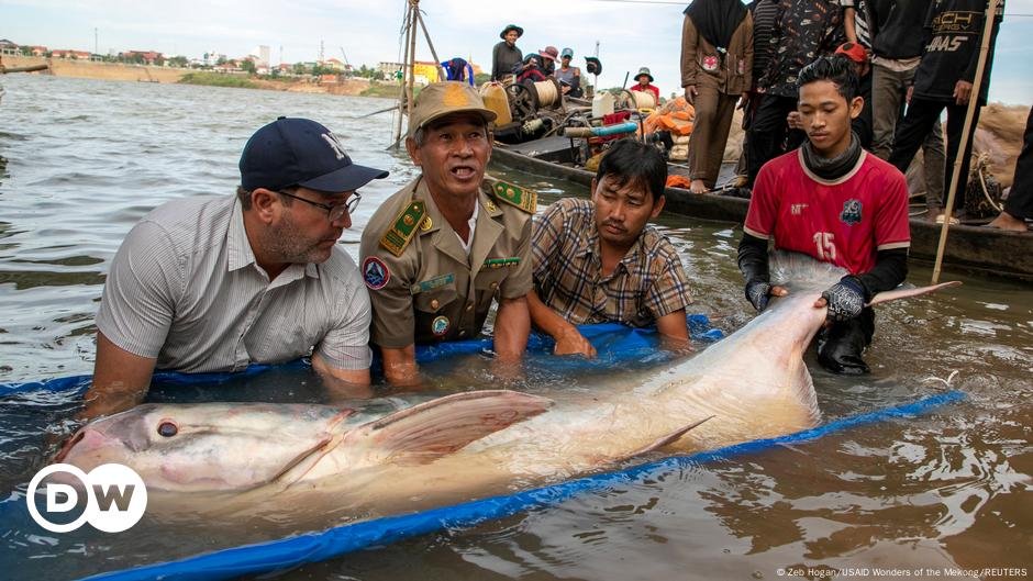 Pescadores encontram seis raros bagres gigantes do Mekong – DW – 13/12/2024