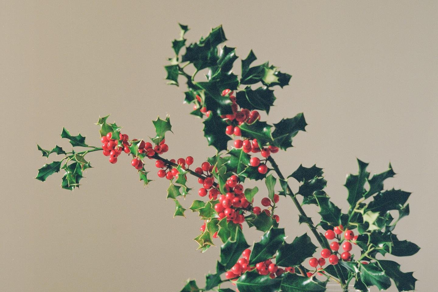 Seis flores em vaso ou buquê para oferecer no Natal