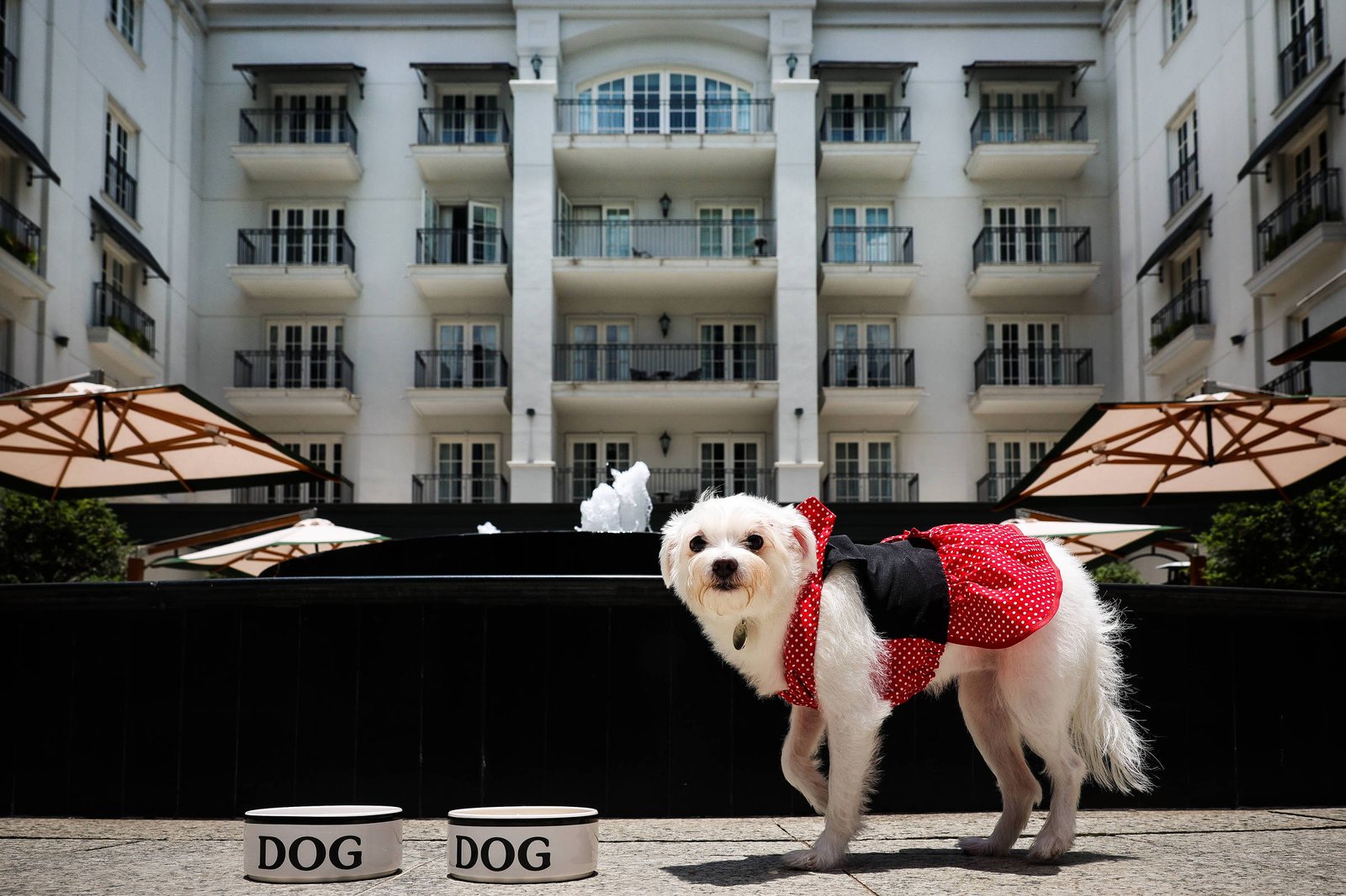 Veja restaurantes que servem pratos para pets em São Paulo - 17/12/2024 - Restaurantes