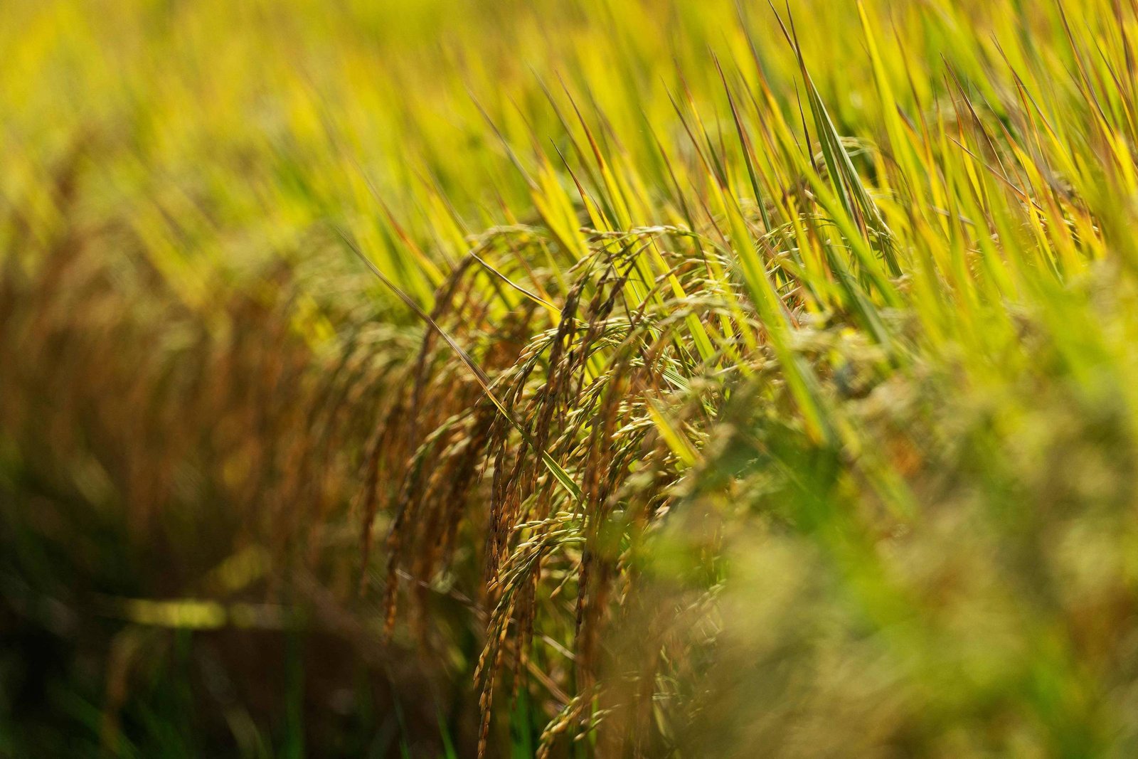 2025 inicia com previsão de estoques maiores de produtos básicos - 14/01/2025 - Vaivém