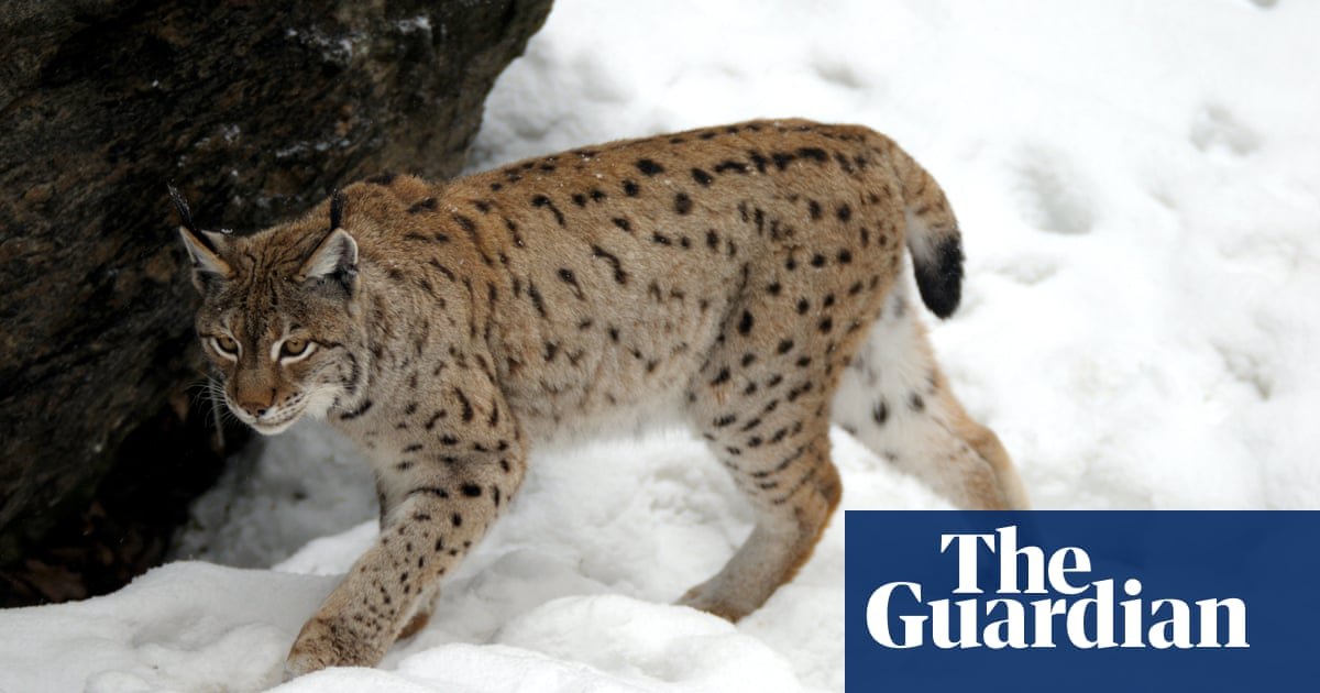 Dois linces à solta nas Terras Altas da Escócia | Escócia