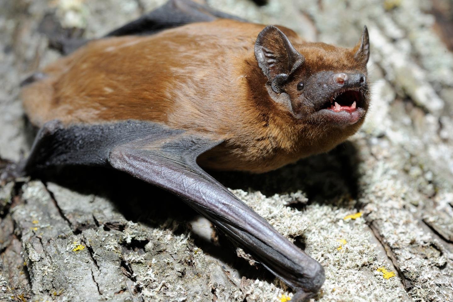 Esses morcegos migratórios que surfam em correntes quentes