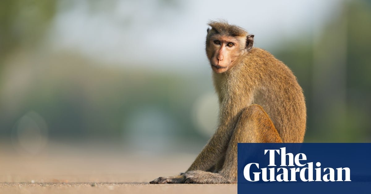 'Total Caos': Macaco culpado pelo corte de energia em todo o país no Sri Lanka | Sri Lanka